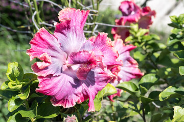 Obraz premium Beautiful Chinese Hibiscus flower.