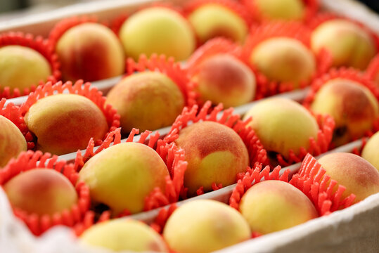 Bright fresh organic peaches packed in individual red protective foam nets on display in retail box for sale at supermarket or market.