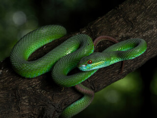 Fototapeta premium Green White-lipped Pit Viper (Trimeresurus insularis) is a venomous pit viper native to Indonesia. 
