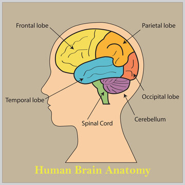 Detailed human brain anatomy vector illustration designed for elementary school biology lessons featuring a vibrant colou coded diagram labelle with frontal lobe parietal lobe occipital lobe temporal 