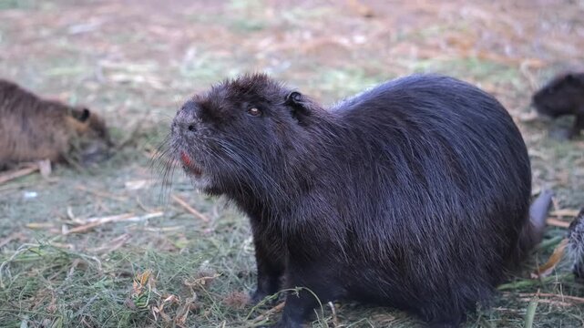 A black nutria standing on grass in its enclosure. A side view of a dark black nutria eating grass. Farm animal husbandry. Nutria breeding and raising.