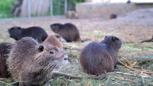 A group of brown and dark nutrias eat and move around on dry grass and straw in an open-air enclosure. Nutria breeding. Animal husbandry.