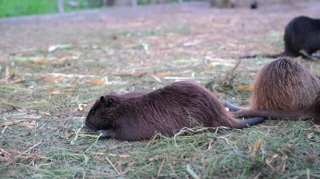 A close-up side view of a brown nutria eating grass in straw in an open-air enclosure.