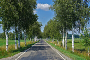 Birkenallee im Pfrunger-Burgweiler Ried  Oberschwaben  Baden Württemberg  Deutschland © JRG