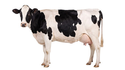 Black and white holstein cow standing on a white png isolated on transparent background © PNG Studio 99