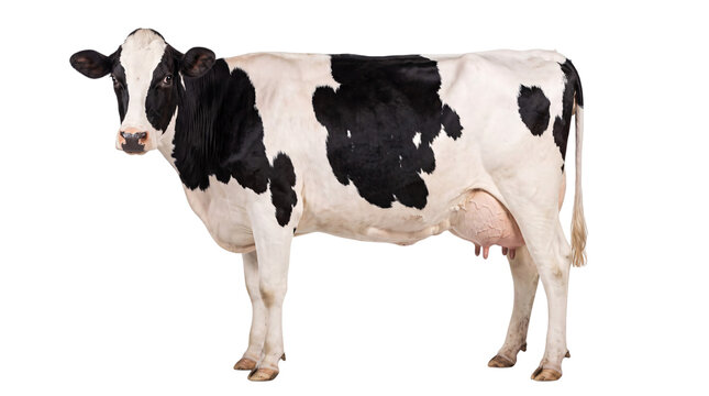 Black and white holstein cow standing on a white png isolated on transparent background