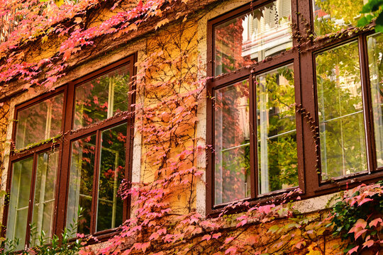 Traditional Viennese Courtyard Windows Covered with Red Ivy Leaves in Autumn