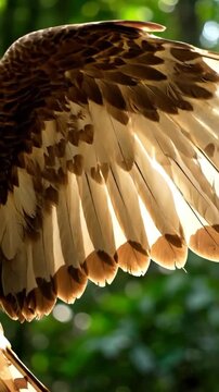 Close-up of eagle wing feathers in sunlight