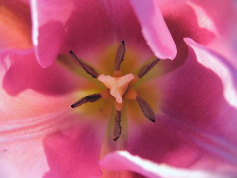 Top down botanical closeup capturing vibrant tepals and central pistil of blooming tulip 