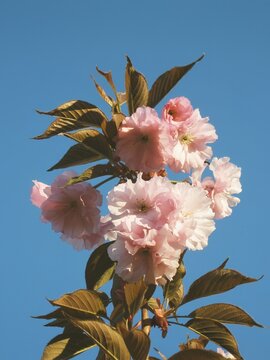 Elegant pink sakura flowers blooming gracefully on a sunlit branch against vivid azure background