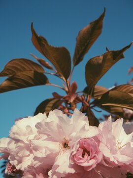 Graceful blooming sakura branch showcasing lush pastel blossoms beneath a cloudless blue sky