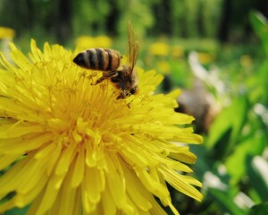 Foraging honeybee collecting yellow pollen from bright dandelion inflorescence © Дмитро Ганжеєв