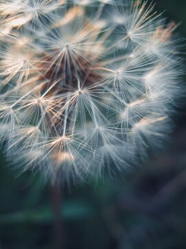 Feathery pappus filaments forming a luminous globe on a wild dandelion stem 