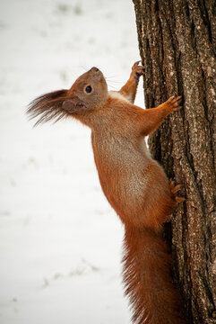 Small red squirrel exploring timber in natural habitat during cold freeze 