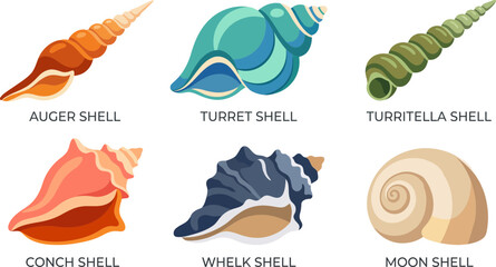 Set of colorful sea shell illustrations including auger turret and conch varieties arranged for marine biology study or coastal graphic design © Firdaus