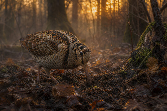 Woodcock foraging in damp woodland at dusk with long beak probing soil.