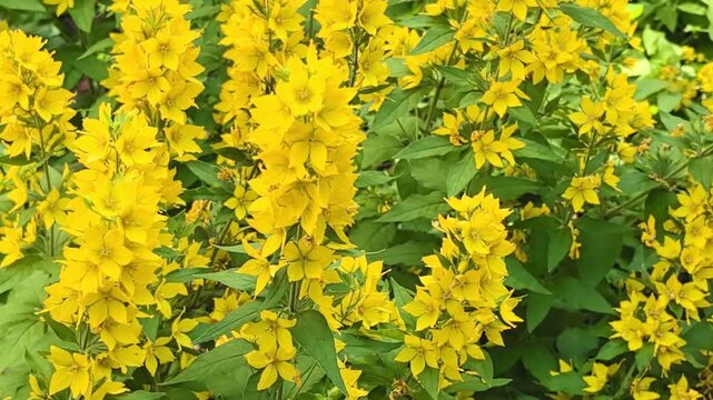 Yellow garden loosestrife flowers with green leaves blooming in summer
