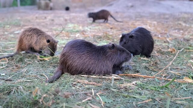 A group of brown and dark nutrias eat and move around on dry grass and straw in an open-air enclosure. Nutria breeding. Animal husbandry.