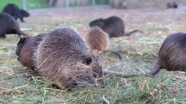 A group of brown and dark nutrias eat and move around on dry grass and straw in an open-air enclosure. Nutria breeding. Animal husbandry.
