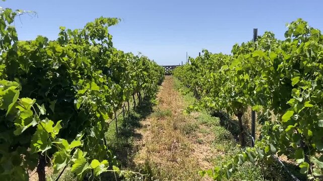 View of a vineyard at summer in the south of Tenerife, Guimar, Canary Islands, Spain. Green rows of Marmajuelo or Bermejuela grape variety. Wine industry concept.