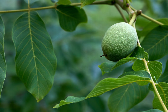 Green walnut fruit grows on branch among lush leaves. Young juglans regia tree produces edible nuts inside protective husks. Fresh organic crop matures in orchard during sunny summer season.