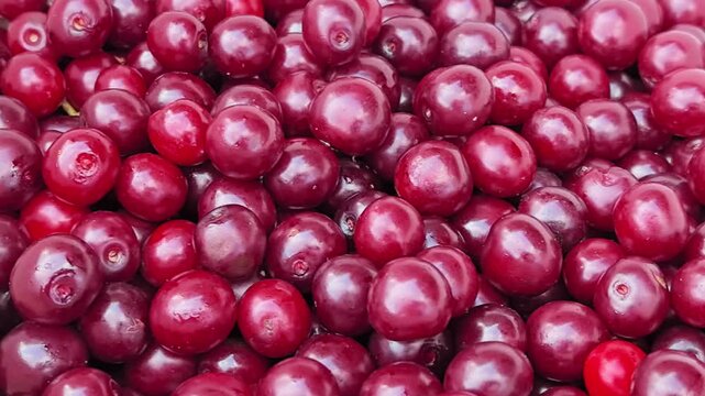 Female hand picking fresh ripe red cherries from pile closeup video