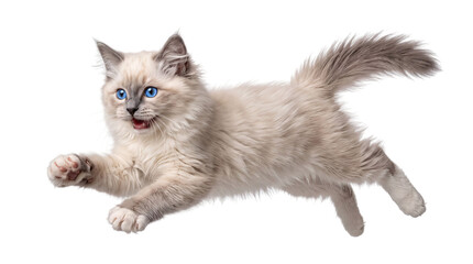 Fototapeta premium Fluffy ragdoll kitten leaping with blue eyes and png isolated on transparent background