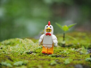 Fototapeta premium Indonesia - November 27, 2019 : Mini toy of action figure at grassland with blurred background. Toy photography concept. Chicken at outdoor with green grass conceptual design.