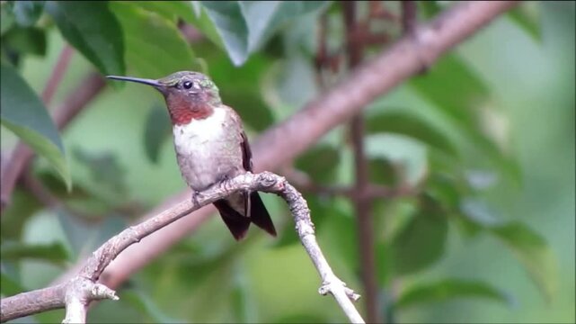 Male Ruby Throated Hummingbird Perched on a Tree Branch