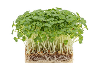 Naklejka premium Fresh green microgreens cress plant with roots for healthy organic food cooking isolated on transparent background