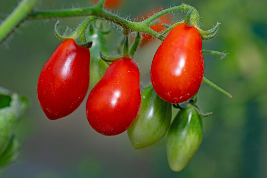 Santa Victoria baby plum tomatoes.