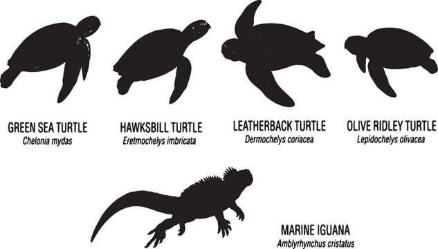Black and white vector silhouettes of sea turtles and a marine iguana