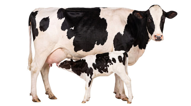 Holstein cow nursing calf on white background, png isolated on, transparent background