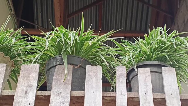 Potted Spider Plants Chlorophytum Comosum Arranged on A Wooden Fence