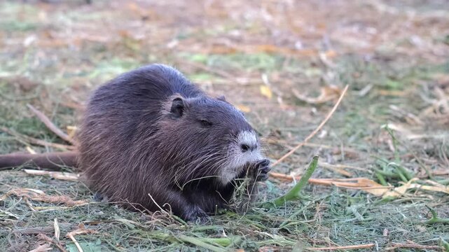A black nutria standing on grass in its enclosure. A side view of a dark black nutria eating grass. Farm animal husbandry. Nutria breeding and raising.