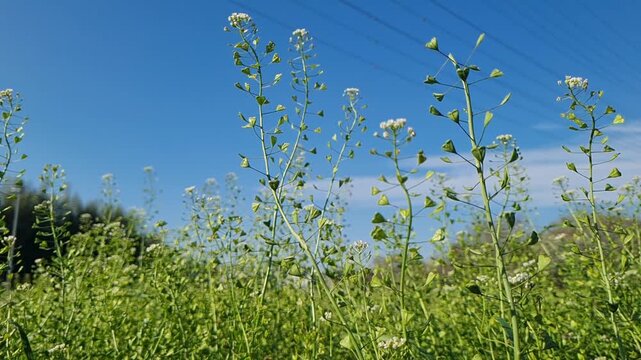 Wild shepherd's purse flowers with heart-shaped seed pods growing in a lush green meadow under a clear blue sky during a bright sunny day.