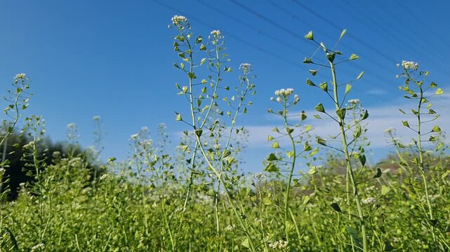 Shepherd's purse wildflowers with heart-shaped seed pods growing in a green meadow under a clear blue sky