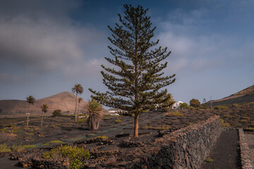 Fototapeta premium Landscape view of a typical vineyard on the Island of Lanzarote, Spain