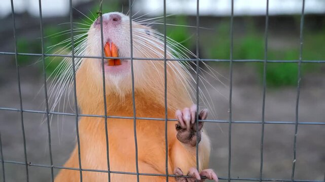 Close-up portrait of an orange nutria leaning against a wire mesh cage fence, showing its long orange incisor teeth and whiskers. Farm animal husbandry. Nutria breeding and raising.