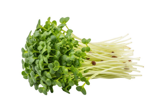Fresh green radish microgreens with long white roots for healthy organic food isolated on transparent background