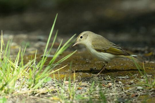 Mosquitero com&uacute;n