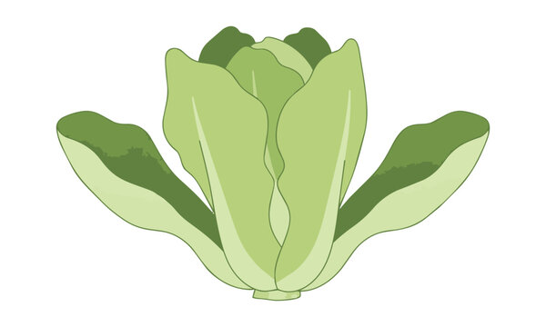 Line drawing of a fresh romaine lettuce head with simple outlines isolated on a white background organic vegetable concept