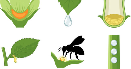 Plant Defense Mechanisms and Botanical Synergy Infographic Elements Set Featuring Extrafloral Nectaries, Leaf Dewdrop, Insect Silhouette, and Microscopic Stalk Gland Cross Section Diagrams © MatRukshana