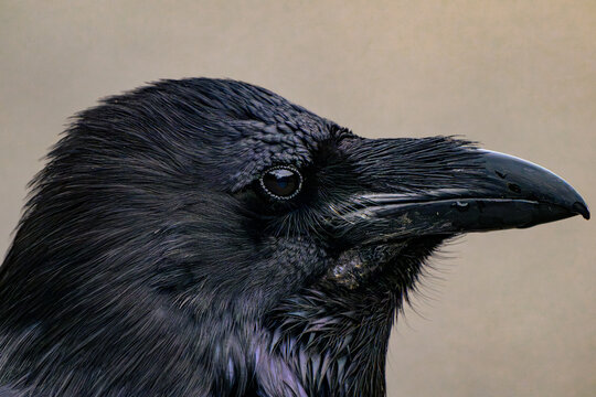 Common Raven Head Profile Close Up with Glossy Black Feathers and Detailed Eye, Corvid Portrait