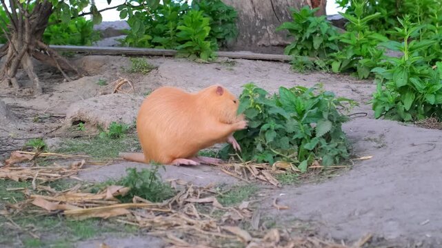 Orange Nutria (Coypu) Eating Green Plants Outdoors. Side view of a bright orange nutria sitting on sandy soil and eating green leaves near lush plants in an outdoor enclosure at the farm