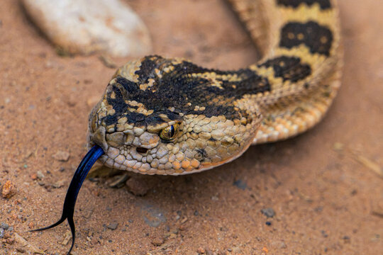 Close Up of Snake Head with Vertical Pupil and Forked Tongue on Sandy Ground, Reptile Wildlife Macro