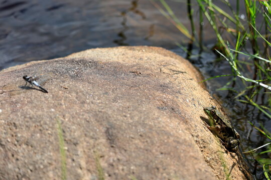 Frog sneaking up on a dragonfly hoping for an easy meal