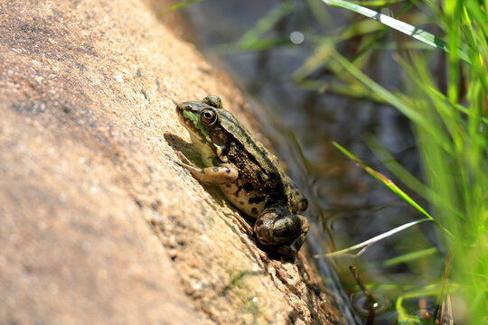 Close-up of a frog hiding out on a rock to catch insects