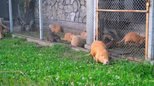 Orange Nutria Walking on Green Grass Outside Enclosure. Wide shot of a bright orange nutria walking on green lawn grass outside a metal wire enclosure with other nutrias inside.