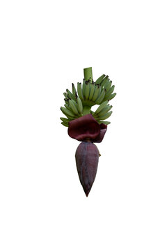 Banana blossom green banana tropical fruit flower bunch plant transparency background isolated, raw botanical detail with stem